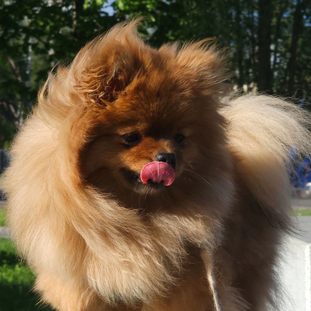 cattery_luxuryground в LOOKY — Рашель
Пом.шпиц
#pomeranian #kirov #собаки #собакалучшийдруг