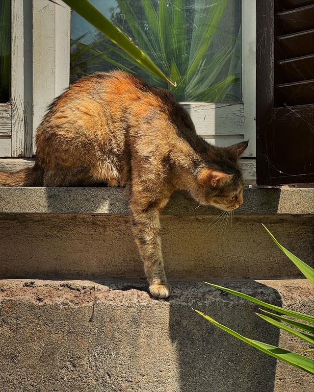 buyanovamaria в LOOKY. #cat,#catlover,#italian,#summerinrome,#rome,#ostiaantica. Italian cats #cat #c...