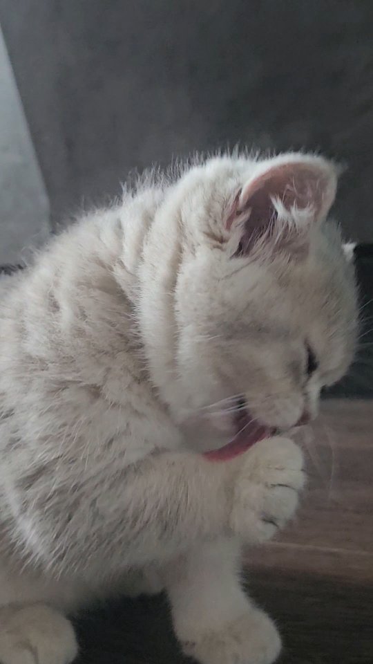 simba_zolotaya_shinshilla в LOOKY. #золотаяшиншилла,#золотаяшиншиллакотята,#шотланскаязолотаяшиншилла,#шотландскиекотята,#Москва,#6июня,#москва24,#некрасовка_онлайн,#Некрасовка,#котята,#cats,#catslover,#catslifestyle,#catslife🐾. #золотаяшиншилла  #з...