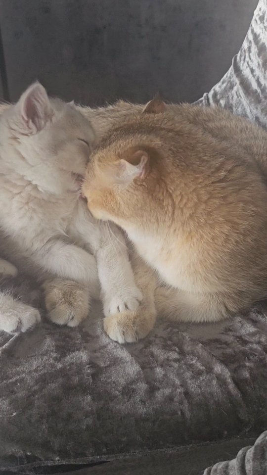 simba_zolotaya_shinshilla в LOOKY. #коты,#кошки,#любовь,#золотаяшиншилла,#золотаяшиншиллакотята,#шотландскиекотята,#шотланскаязолотаяшиншилла,#catlover,#cats,#catlife,#cat,#catslife🐾,#catslifestyle,#Некрасовка,#некрасовка_онлайн,#Москва,#moskowsity,#moscowstyle,#Moscow,#moscowdays. #коты #кошки #любовь...