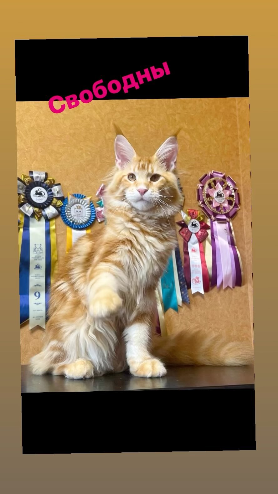 maine_coon_fengshui в LOOKY. . Как вам  детки