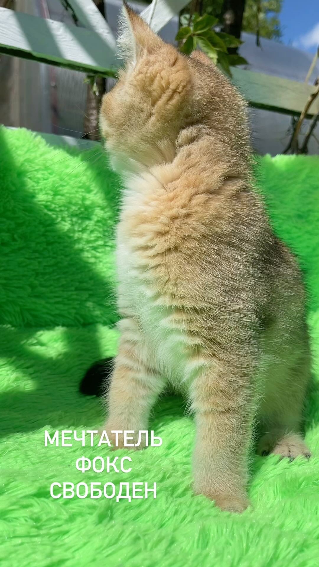 ekaterinaka777 в LOOKY. #шотландскиекотятапродажа,#шотландскийпрямоухий,#шотландскиевислоухие,#шотландскийкотенок,#шотландскаявислоухаякошка,#котятаищутдом,#котятабританцы,#шотландскийвислоухий,#котята,#котятапродажа,#котятаизпитомника,#скоттишфолд,#ny12,#ny11,#scottishstraight,#scottishfold,#золотаяшиншилла,#золотистаяшиншилла,#котятамосква,#рыжийкотенок,#шотландскийвислоухийкот,#белыйкотенок,#шотландскиевислоухиекотята,#золотаяшиншила,#белыекотята,#британскаяшиншилла,#продажакотят,#рыжиекотята,#золотойкотенок. Фокс, свободен!
Маль...