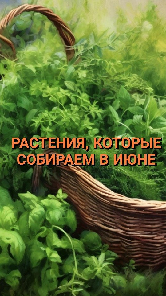 olisava_travnica в LOOKY. . 🍀Список растений, к...
