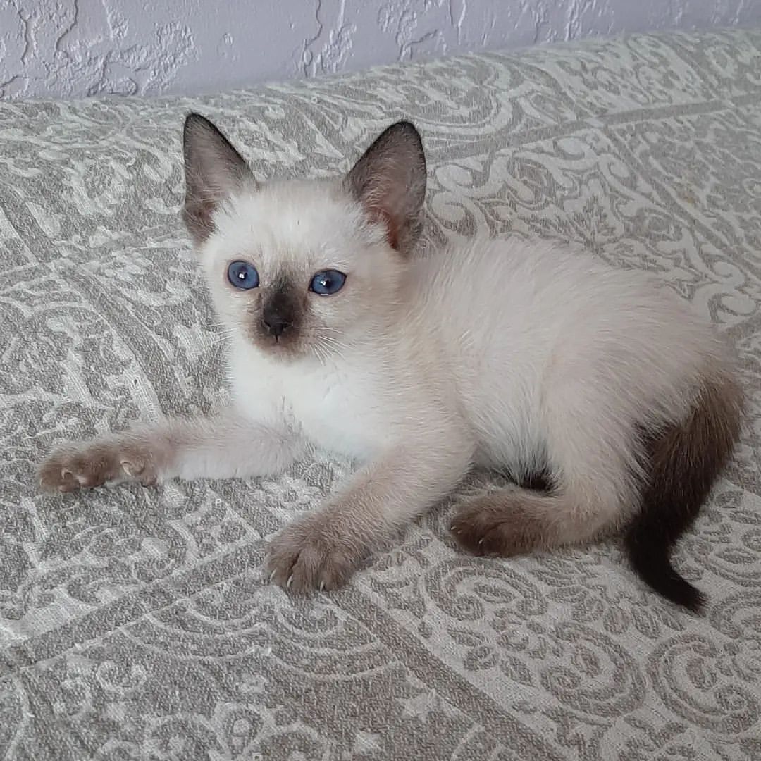 irinamiljakova в LOOKY — Юна Сокровище Азии,  девочка окраса f33 #котятаворонеж #тайс