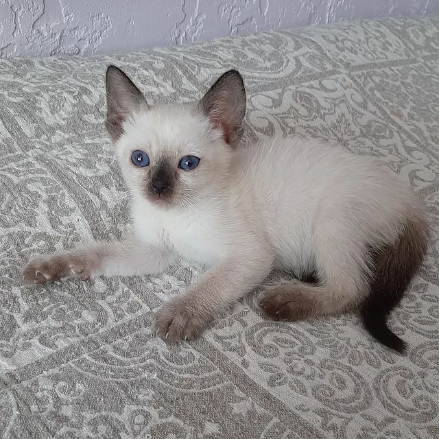irinamiljakova в LOOKY. #котятаворонеж,#тайскиекотятамосква,#тайскиекотяталипецк,#котятапитомник,#котятаизпитомника,#питомниктайскихкошек,#породистыекотятамосква,#питомниккошек,#тайскиекотята,#тайскиекошки,#thacats,#treasureasia,#cats_of_world,#cat,#catsofinstagram,#cats_of_instagram,#catsofinstagram. Юна Сокровище Азии, ...