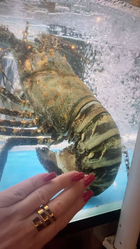 marino_dottore в LOOKY. . Монстры 🦞🦀🦐