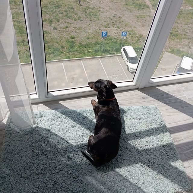 ok.merenkova в LOOKY. #таксалучшаясобака. просто наблюдая #так...