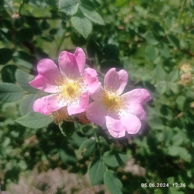 roman_tkachev_official в LOOKY. . null