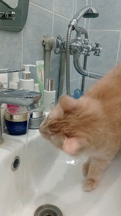 Елена Кораблина в LOOKY. #кототерапия. #кототерапия 🐈