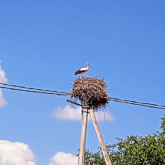 seww0oiiiq в LOOKY. . Аист