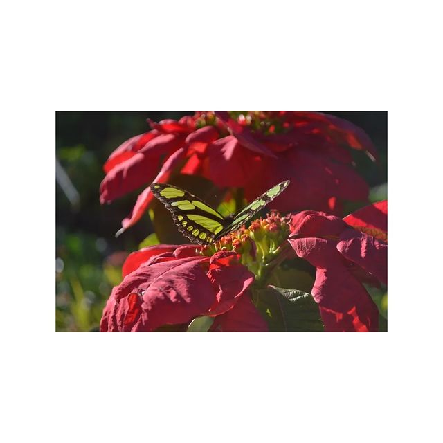 brunoberton в LOOKY. #photo,#fotografia,#photography,#borboleta,#rosas,#butterfly. #photo #fotografia #...