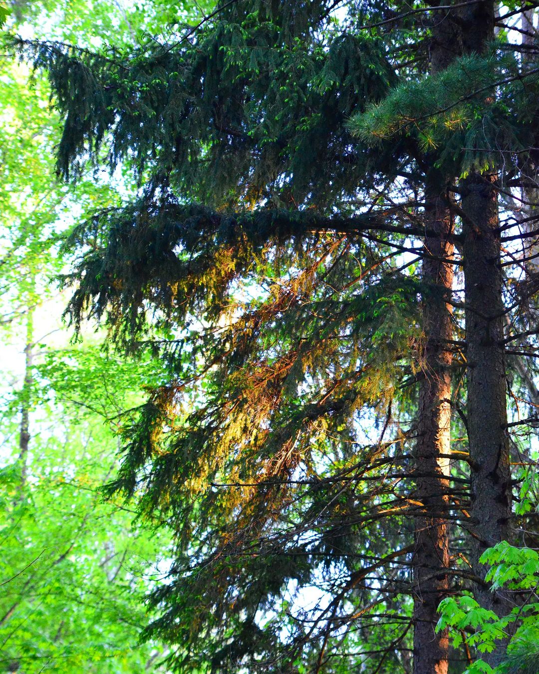 whitcher_v в LOOKY — #природа #лес #весна #утро #nature #forest #morning #spring