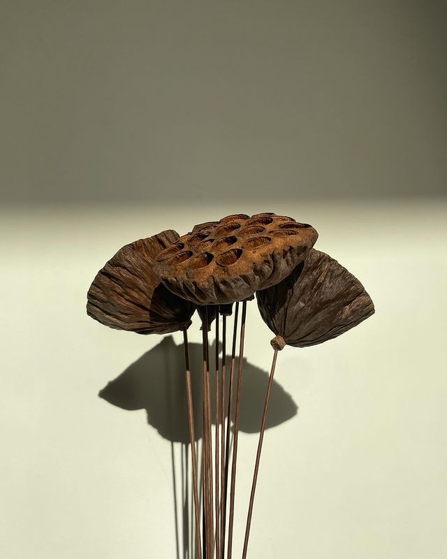 k_tsondu в LOOKY. . lotus