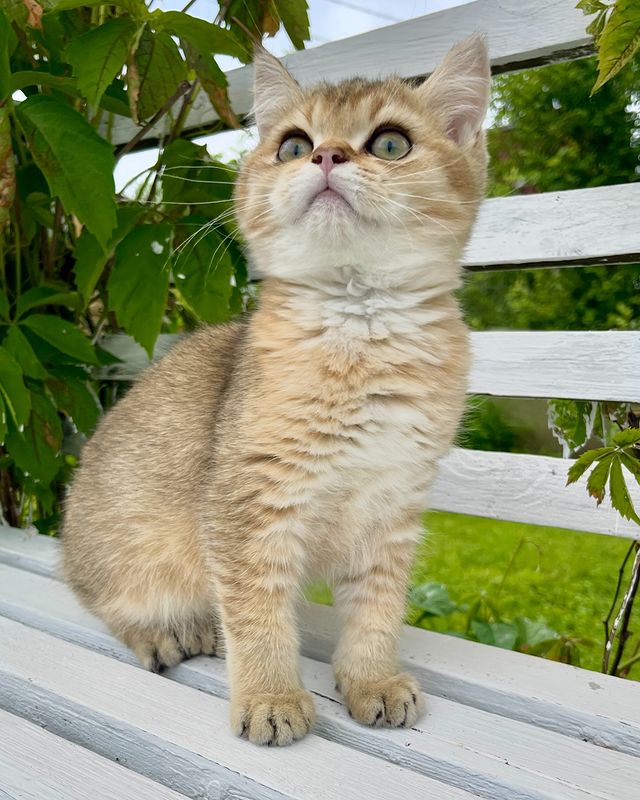 ekaterinaka777 в LOOKY. #шотландскиекотятапродажа,#шотландскийпрямоухий,#шотландскиевислоухие,#шотландскийкотенок,#шотландскаявислоухаякошка,#котятаищутдом,#котятабританцы,#шотландскийвислоухий,#котята,#котятапродажа,#котятаизпитомника,#скоттишфолд,#ny12,#ny11,#scottishstraight,#scottishfold,#золотаяшиншилла,#золотистаяшиншилла,#котятамосква,#рыжийкотенок,#шотландскийвислоухийкот,#белыйкотенок,#шотландскиевислоухиекотята,#золотаяшиншила,#белыекотята,#британскаяшиншилла,#продажакотят,#рыжиекотята,#золотойкотенок. Фокс, свободен!
Ждём...