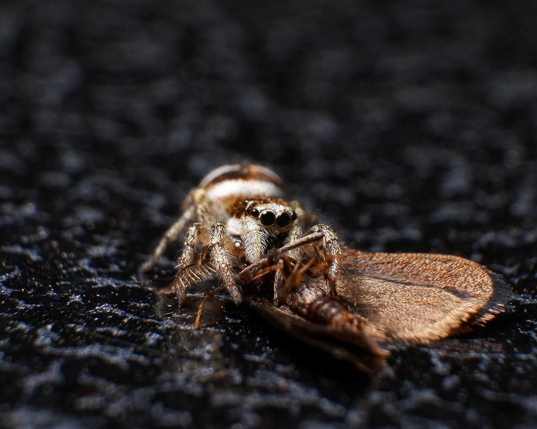 #паук #макро #макрофото #spider #macro #macrophotography