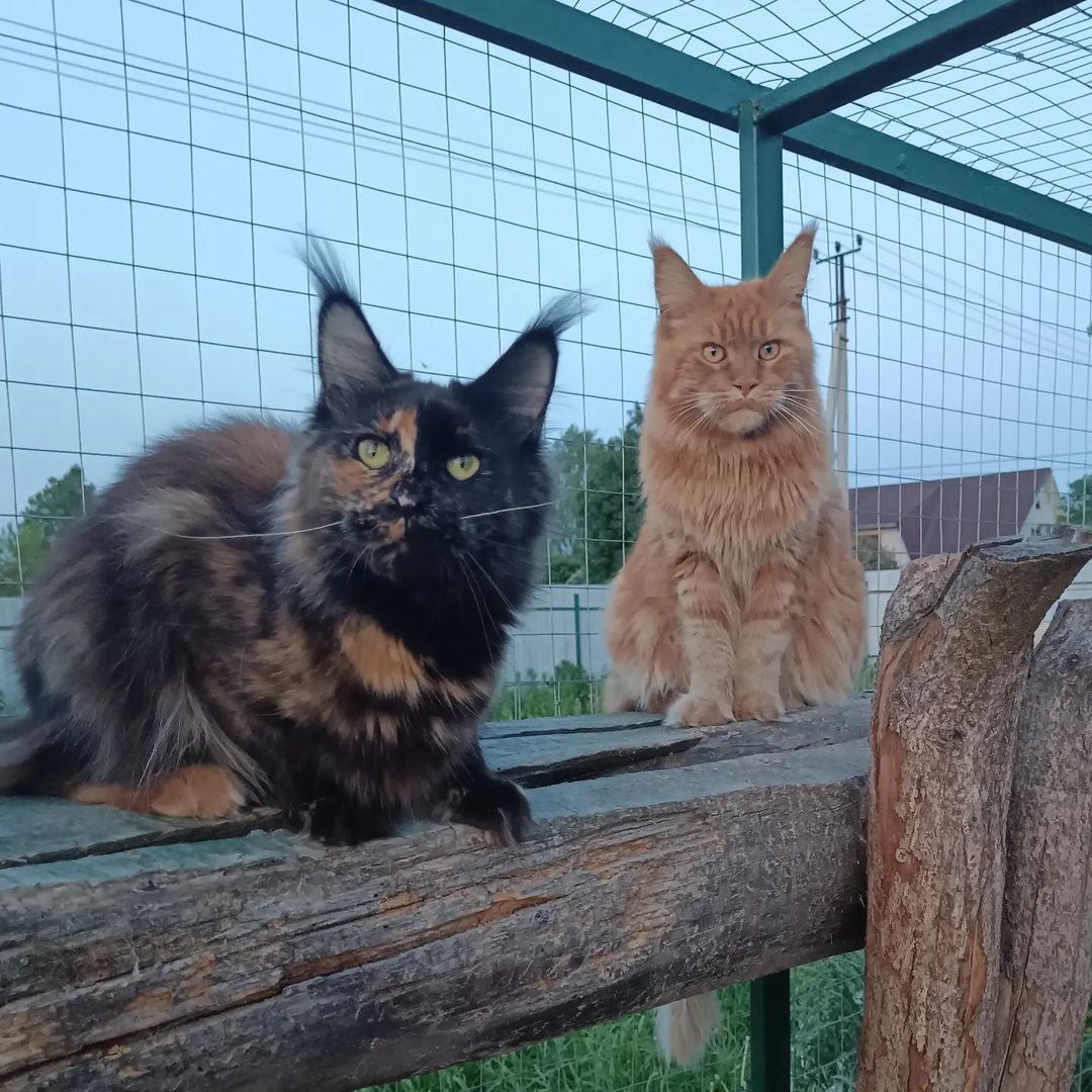 Деффчонки, вечерние посиделки 🥰 #люблюнемогу #maine_coon_banda #mainecoon_banda #мейнкунылучшие #ласковыегиганты #мейнкунырулят #мейнкуномания #большиекошки #куновмногонебывает #лучшекунатолькодва