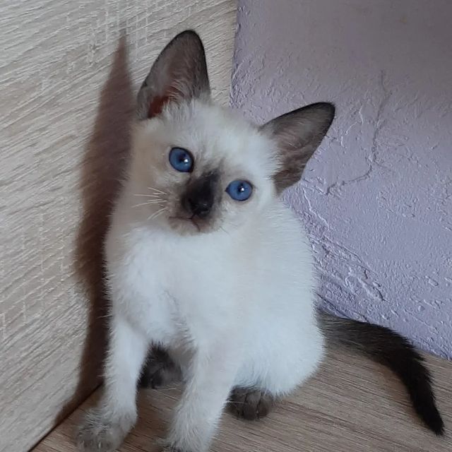 irinamiljakova в LOOKY. #купитькотенка,#котятаворонеж,#котятаизпитомника,#котятапитомник,#котяталипецк,#котятамосква,#тайскиекотятаворонеж,#тайскиекотики,#тайскиекошки,#тайскиекоты,#питомниккошек,#породистыекотята,#thacat,#thacatoftheday,#thacatsofworld,#thacats,#treasureasia,#catlover,#cats,#catlife,#cats_of_world,#catsofinstagram,#cats_of_instagram. Юна Сокровище Азии, ...