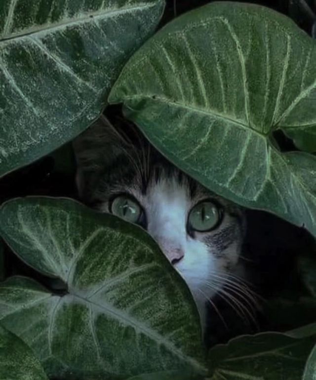 astra_staci в LOOKY. #взгляд. Очередной взгляд , к...
