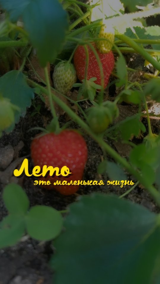 rinall.kh в LOOKY. #буднишкольника,#лето,#каникулы,#маленькаяжизнь#жизнь#огород#дача#загородныйдом#дом#клубника#клубничка#дети#детисчастье#мамаисын#мамасына#рилсвидео#рилс#рилсинстаграм#рилстренды#топ#рек#рекомендации#блог#reelsinstagram#reelsvideo#reels#ягоды. Первая клубничка🍓
....