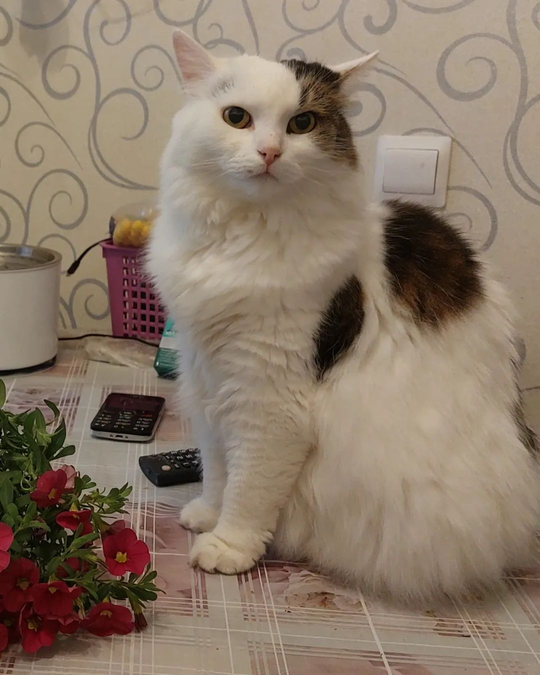 maria_musya.i.marusya.cats в LOOKY — фото 7
