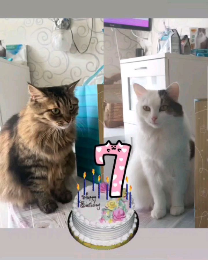 maria_musya.i.marusya.cats в LOOKY. #маруся,#мусяша,#марфа_нашамама. С Днем рождения нас!...
