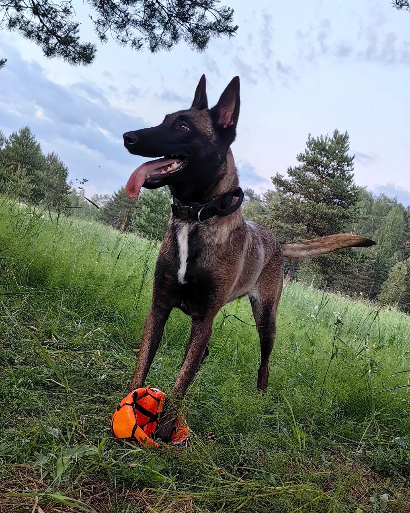 bikej_dogs94 в LOOKY. . Эсти
