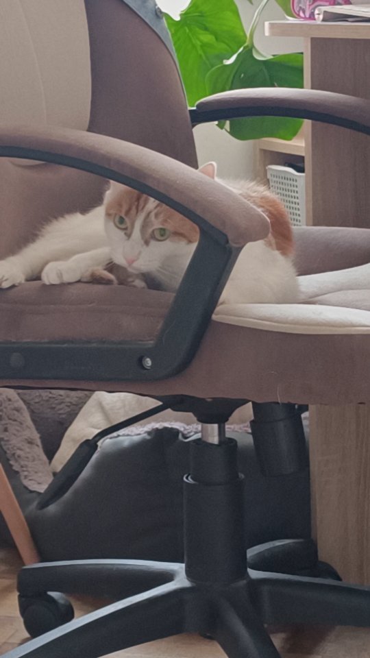 anna_catlover1995 в LOOKY. #кот,#cat,#funnycat. Играл с хвостом. Про...