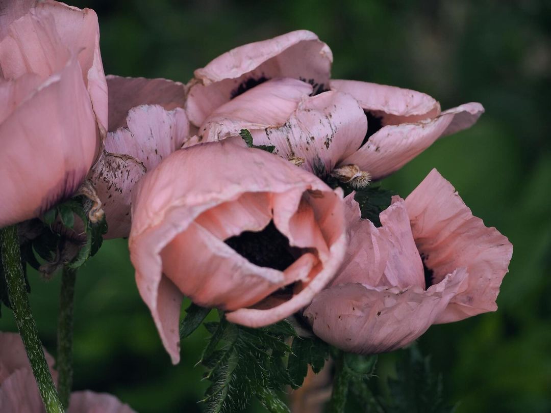 Розовые маки. Никогда не видела таких! Как напрямую из снов 🌸