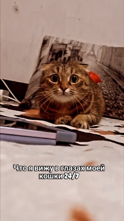 fanshetta90 в LOOKY. . null