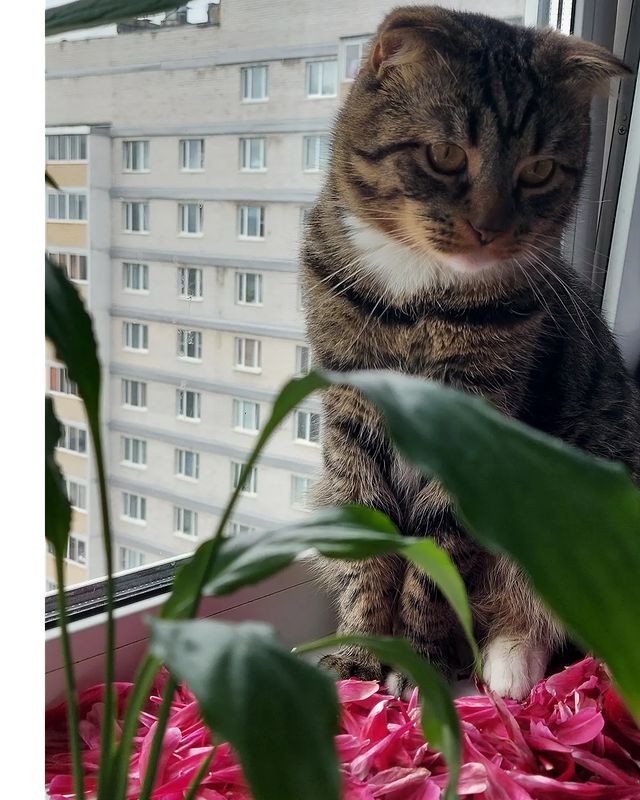 zyzyl_3 в LOOKY. . Мартини в лепестках ...