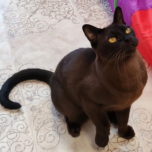 hotel_kotfelix в LOOKY — фото 3