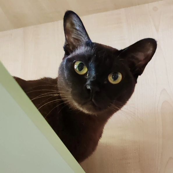 hotel_kotfelix в LOOKY — фото 4