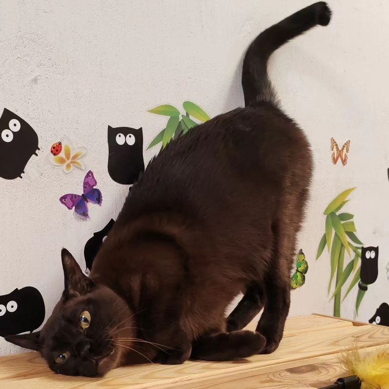 hotel_kotfelix в LOOKY — фото 10