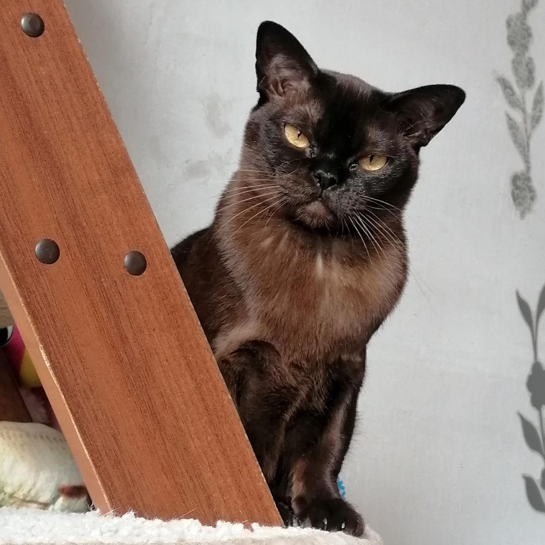 hotel_kotfelix в LOOKY — фото 2