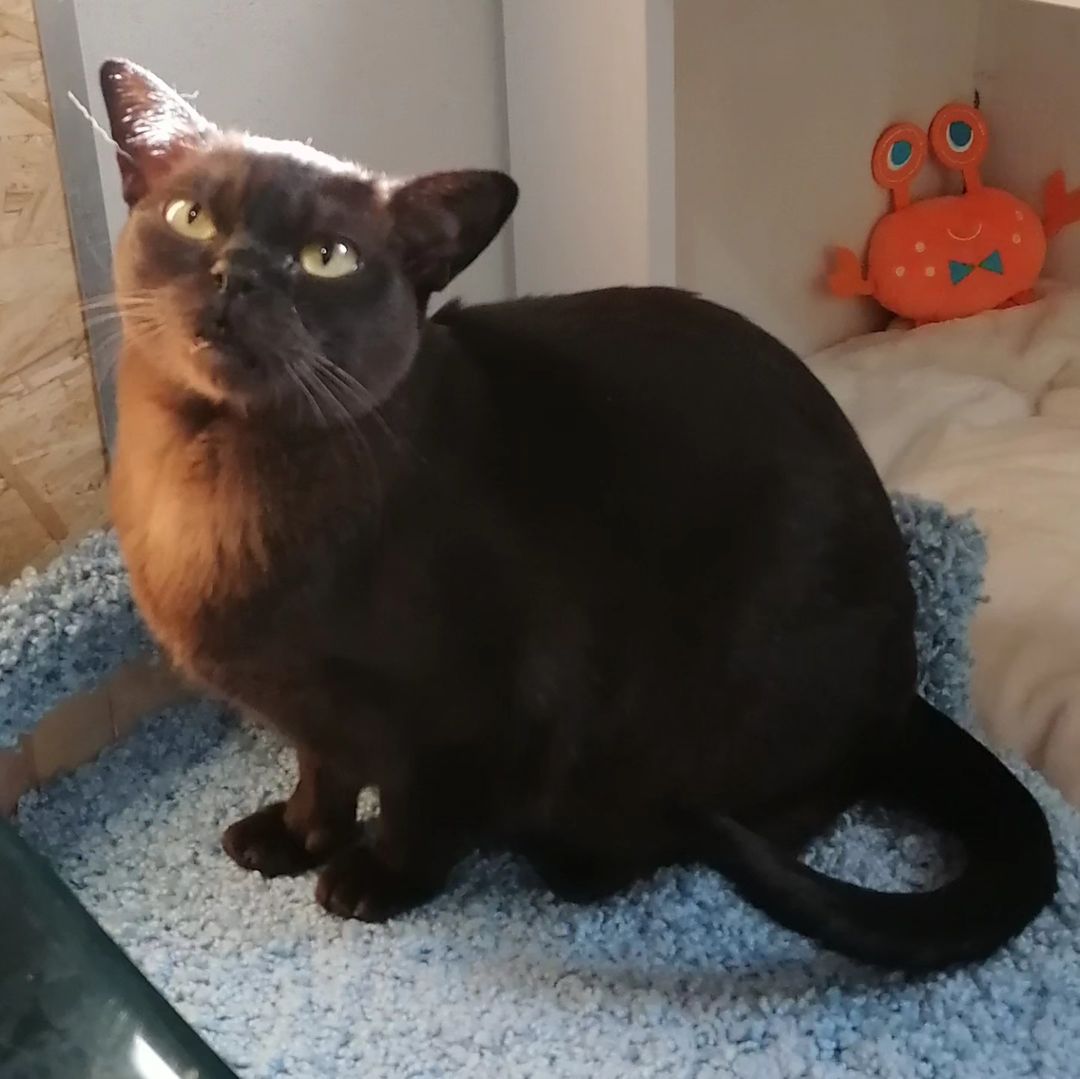 hotel_kotfelix в LOOKY — фото 5