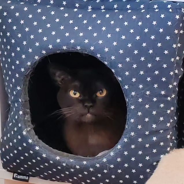 hotel_kotfelix в LOOKY — фото 8