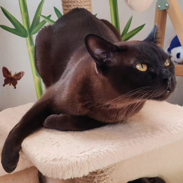 hotel_kotfelix в LOOKY — фото 6