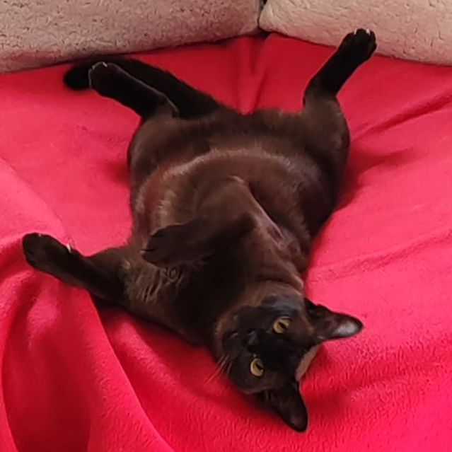 hotel_kotfelix в LOOKY — фото 7