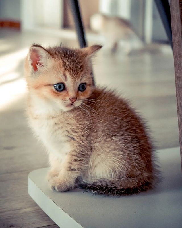 kovr_photo_ в LOOKY. . Шотландские кoтята в...
