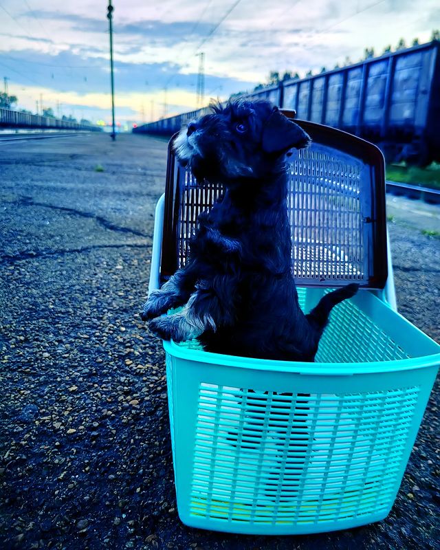 skillwaykennel в LOOKY. #цвергшнауцерылучшиесобаки,#цверги,#цвергшнауцер,#цвергщенок,#цвергичерныйссеребром,#щеночек,#щенкицверга,#щенкицвергшнауцера,#щенкицвергшнауцерачерныйссеребром,#skillwaykennel. Skillway West End по...