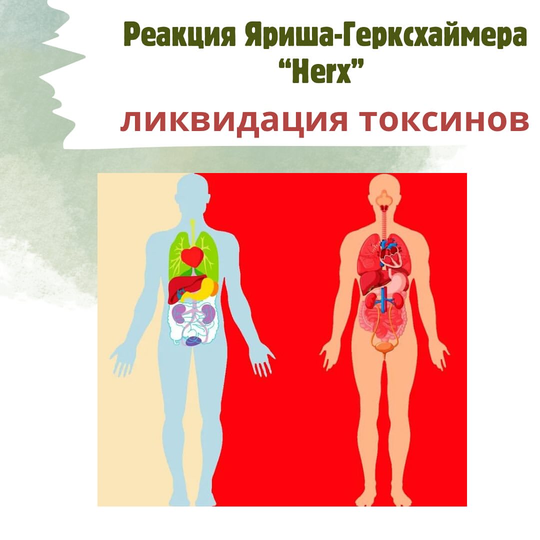 biohaking_innam в LOOKY. . Реакция Яриша-Герксх...
