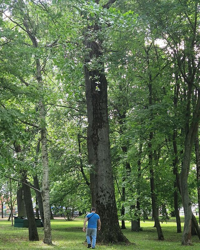 acya_2001 в LOOKY. . Он и дерево 🤪