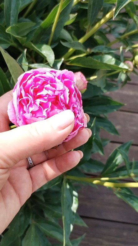 yuliya_badigina в LOOKY. #СараБернар,#sarahbernhardtpeony,#mygardenlife,#flowers,#gardenart,#myflowers,#пионы,#любимыйсад🏡,#цветы,#лето2024. Необыкновенной красо...