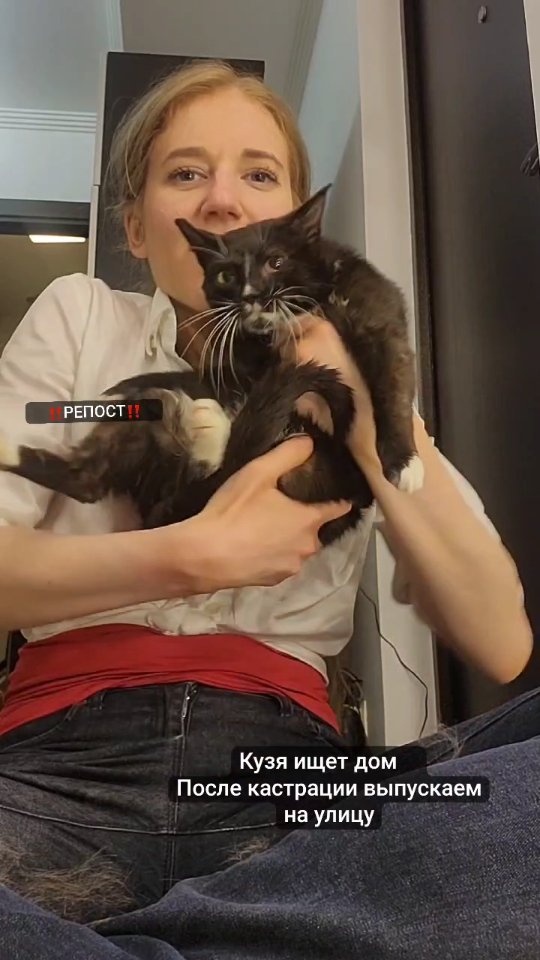 anastaciavictorovna в LOOKY. #ИЩЕТДОМ.,#вдобрыеруки,#котвдобрыеруки,#котищетдом,#кот,#репост,#добрыеруки,#приютдлякотов,#хочудомой,#хочунаручки. КОТ КУЗЯ #ИЩЕТДОМ.
П...