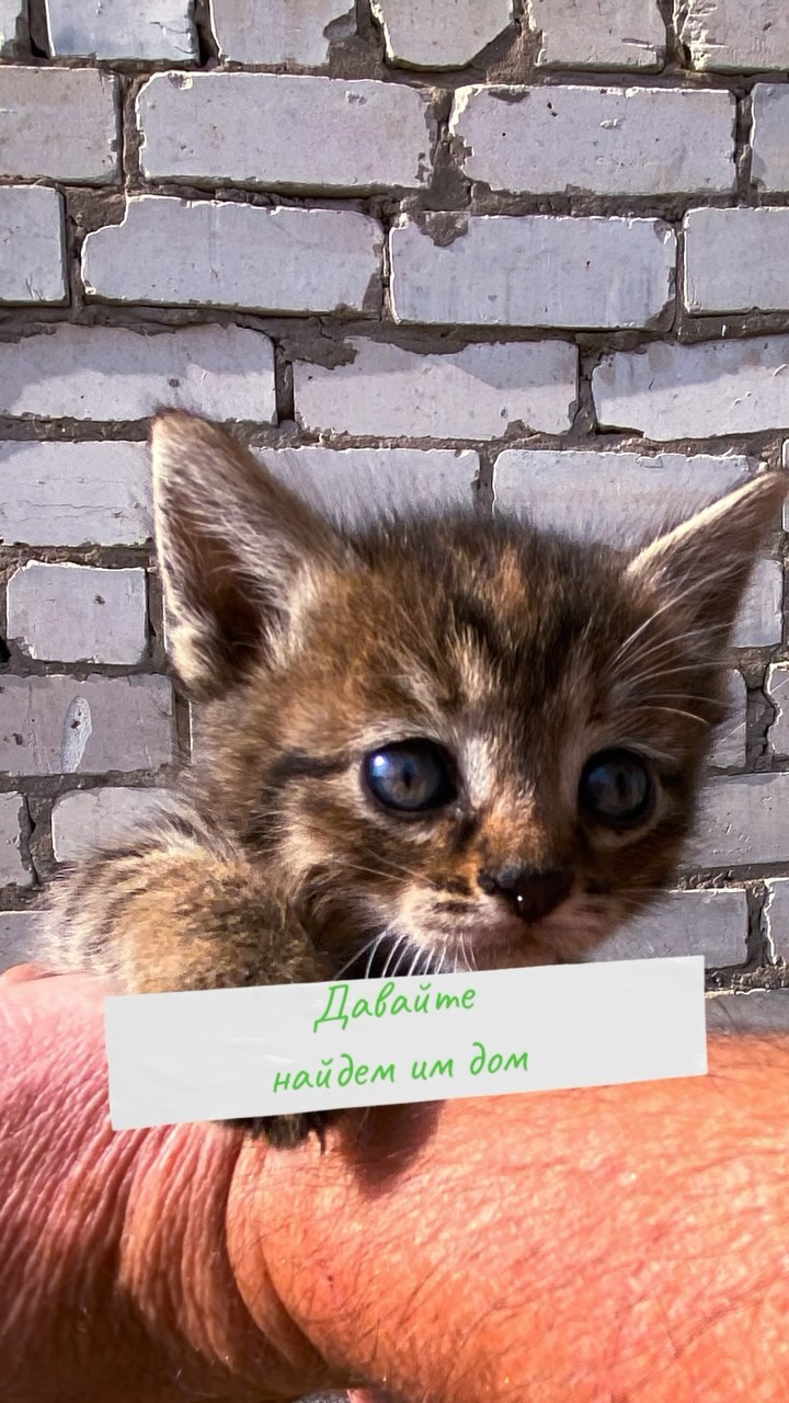 alena_branding в LOOKY. . САМАРА! Малыши ищут ...