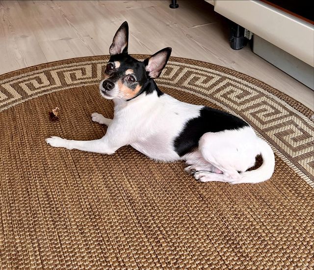 marcel_and_leo в LOOKY. . 🐶 🥰