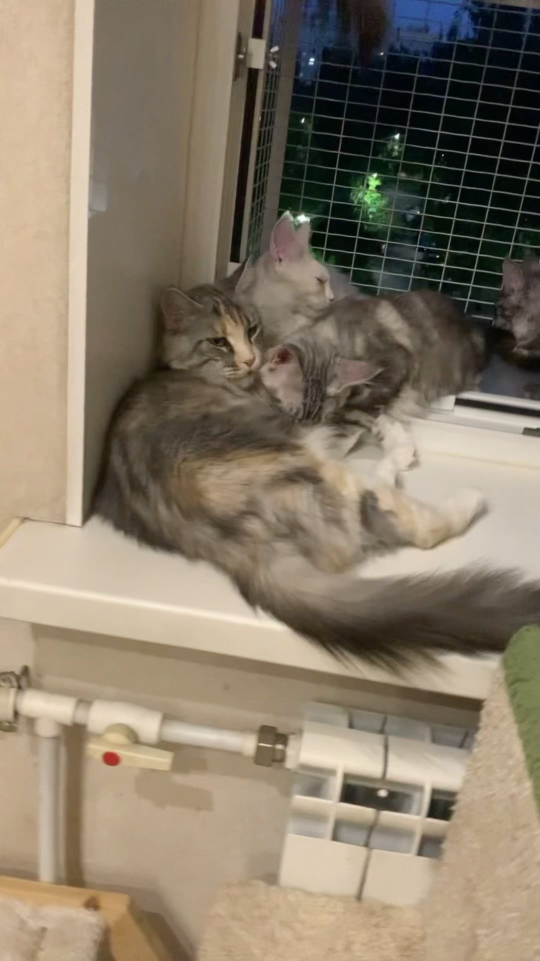 meincoonperfectlynx в LOOKY. . КОТЕНОК МЕЙН-КУН

Ме...