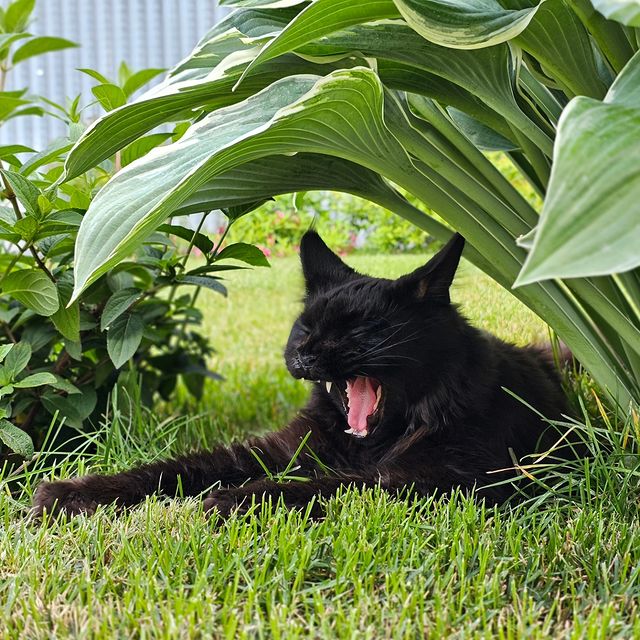 cats_martin_nikole в LOOKY. . Кто где нашел своё м...