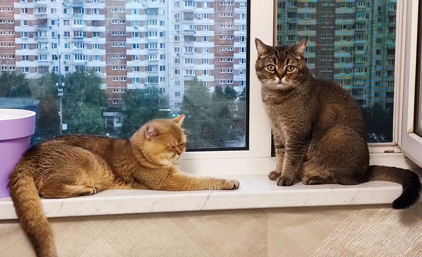 mister_rokky в LOOKY. #мистеррокки,#митино. Доброе утро Котаны и...