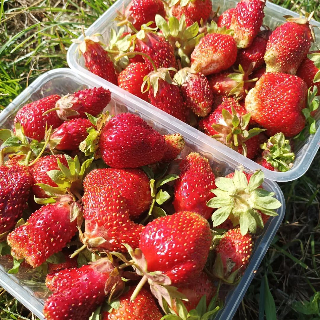 dachnica_n в LOOKY — #клубника🍓  своя, сладкая, ароматная, вкусная! 😋
